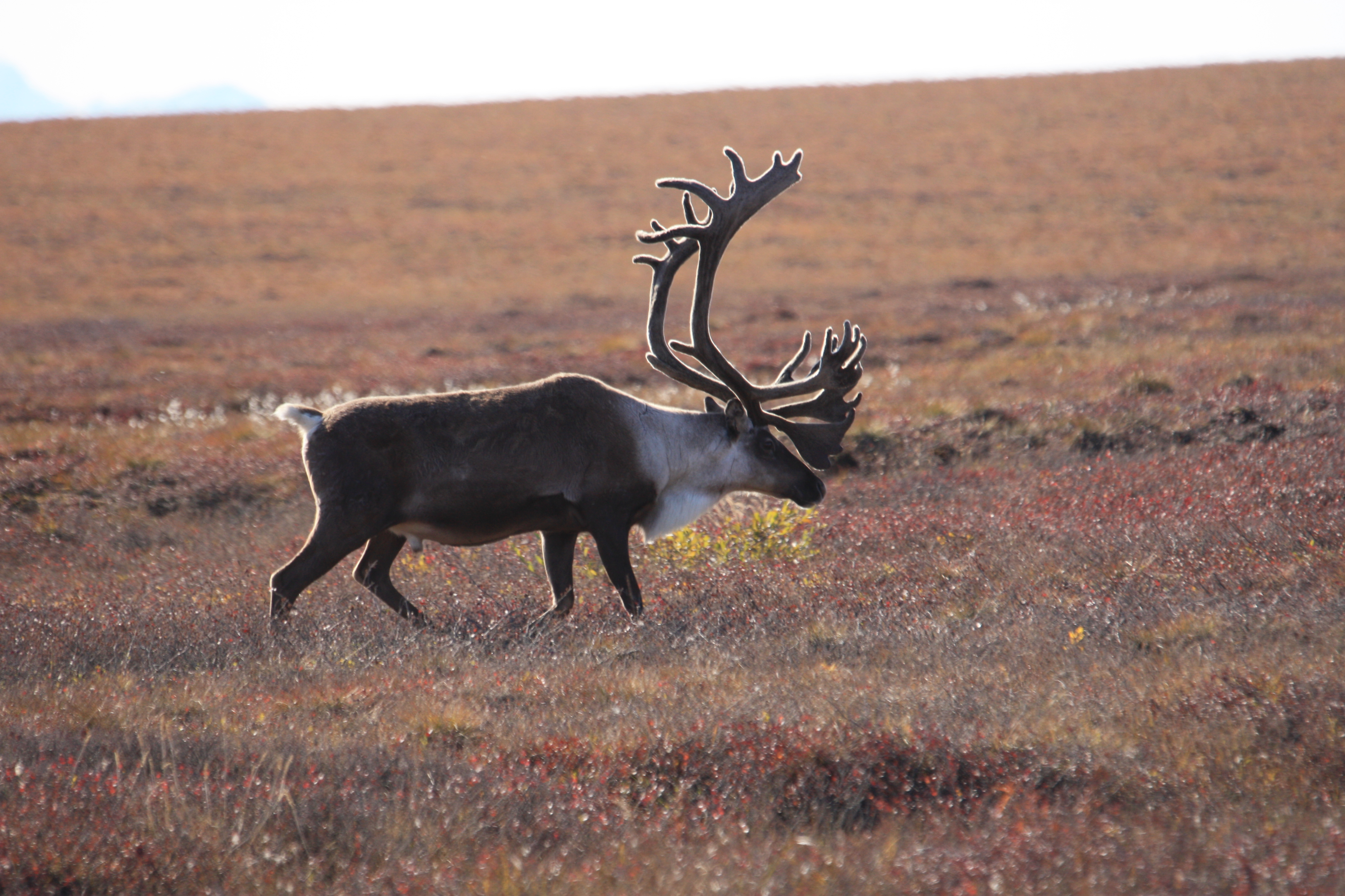 “In Alaska. Il Paese degli Uomini Liberi” racconta di Inuit e orsi polari