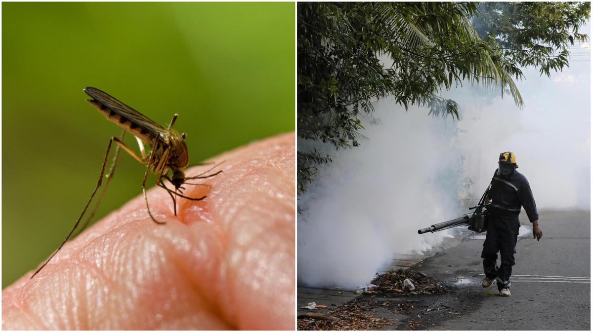 West Nile, virus rilevato in 6 province su 9 dell’Emilia-Romagna: “Situazione eccezionale, possibili malattie gravi”