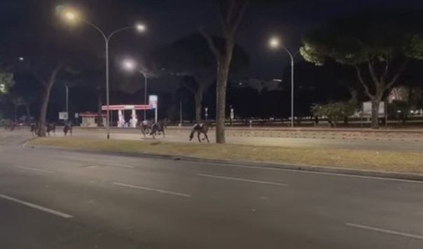 Cavalli in fuga per i botti, sospesi 4 agenti della polizia locale di Roma (ed esclusi dalla parata del 2 giugno)