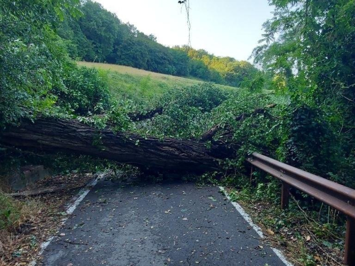 Maltempo, oltre 80 interventi dei vigili del fuoco a Bologna e provincia: «In via del Ravone un grosso albero caduto blocca l'accesso alle case»