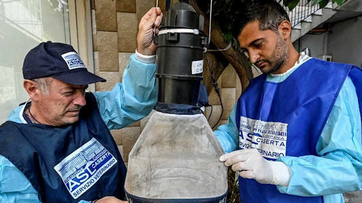 West Nile in Italia: ricoveri in sei regioni, sintomi e come proteggersi - Il Fatto Quotidiano