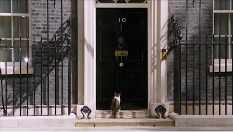 Larry il gatto aspetta il suo settimo premier: il custode di Downing Street resta al suo posto