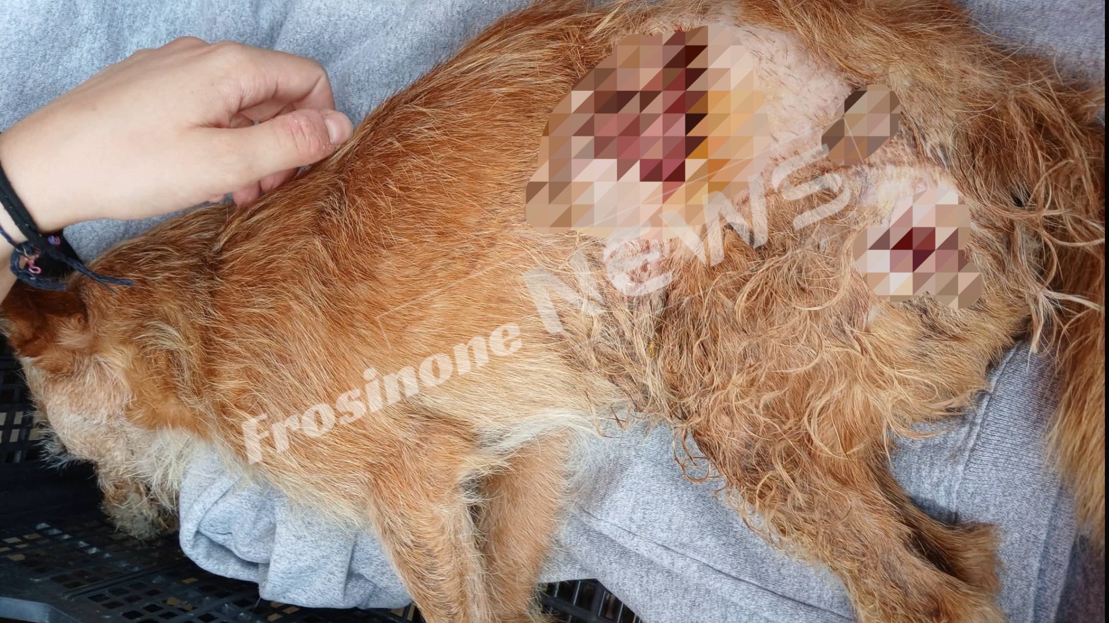 Sora – Aggredito da un branco di cinghiali, il cagnolino Max muore dopo giorni di atroci sofferenze: era la mascotte del quartiere