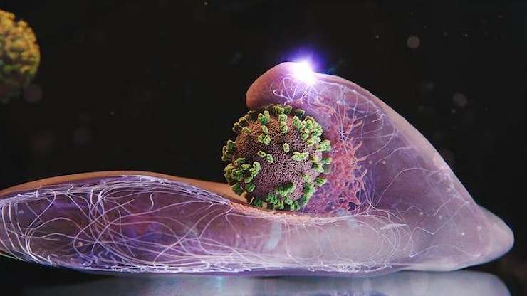 Svelato il meccanismo segreto con cui il virus dell'influenza convince le cellule a farsi trasportare per dare al via all'infezione - Wired