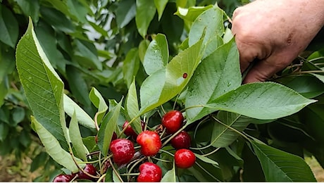 Caldo, cambia la spesa degli italiani: più frutta e verdura, prezzi stabili nonostante l’afa