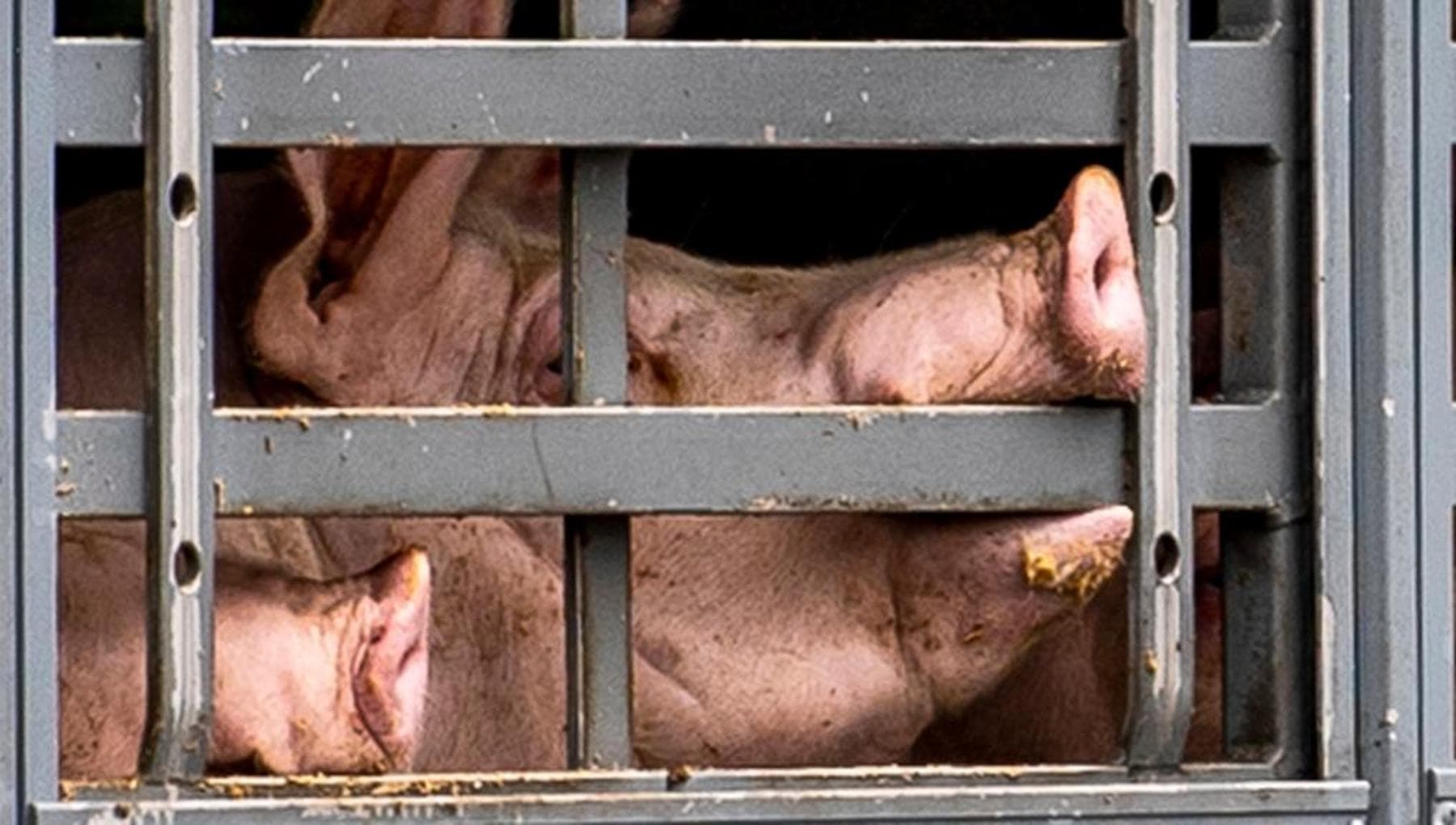 Caldo record, raddoppiano le morti di animali durante il trasporto verso i macelli nel Regno Unito