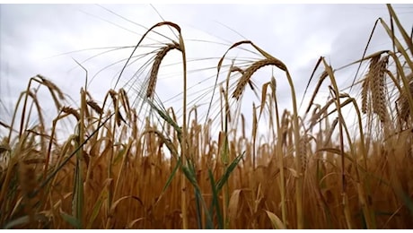 Cereali ai massimi dal 2022, l'allarme di Kallas e i rincari che minacciano il carrello degli italiani
