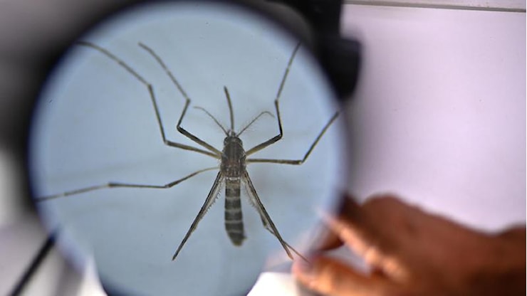Caso di Chikungunya a Borgo Trento, attivato il protocollo sanitario - L'Arena