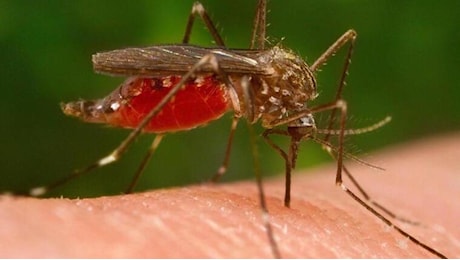 West Nile, primo caso in Emilia Romagna nel 2026: ricoverato un 80enne a Modena