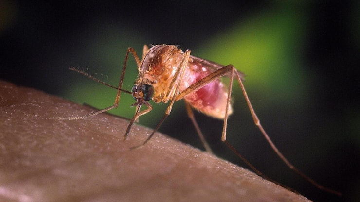 Doppio ricovero in poche ore: il virus del Nilo torna a colpire nel Novarese - La Stampa