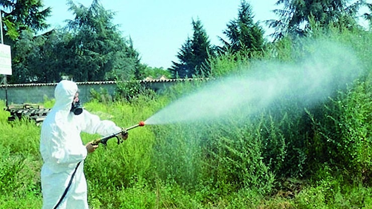 Punta dalla zanzara tigre, prende la Chikungunya: donna vicentina in isolamento - Corriere del Veneto