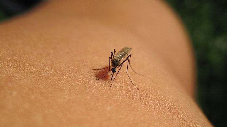 West Nile, in Emilia Romagna sale il livello di allerta: virus presente in sei province su nove - Tgcom24
