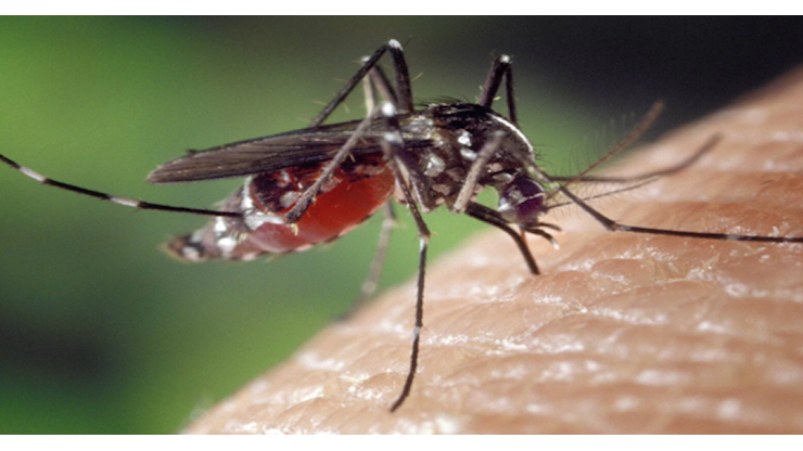 Caso di virus chikungunya in paese: paziente in isolamento e scatta la disinfestazione - il Dolomiti