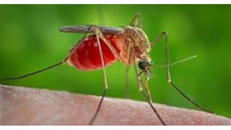 West nile, un caso a Borgia - RaiNews