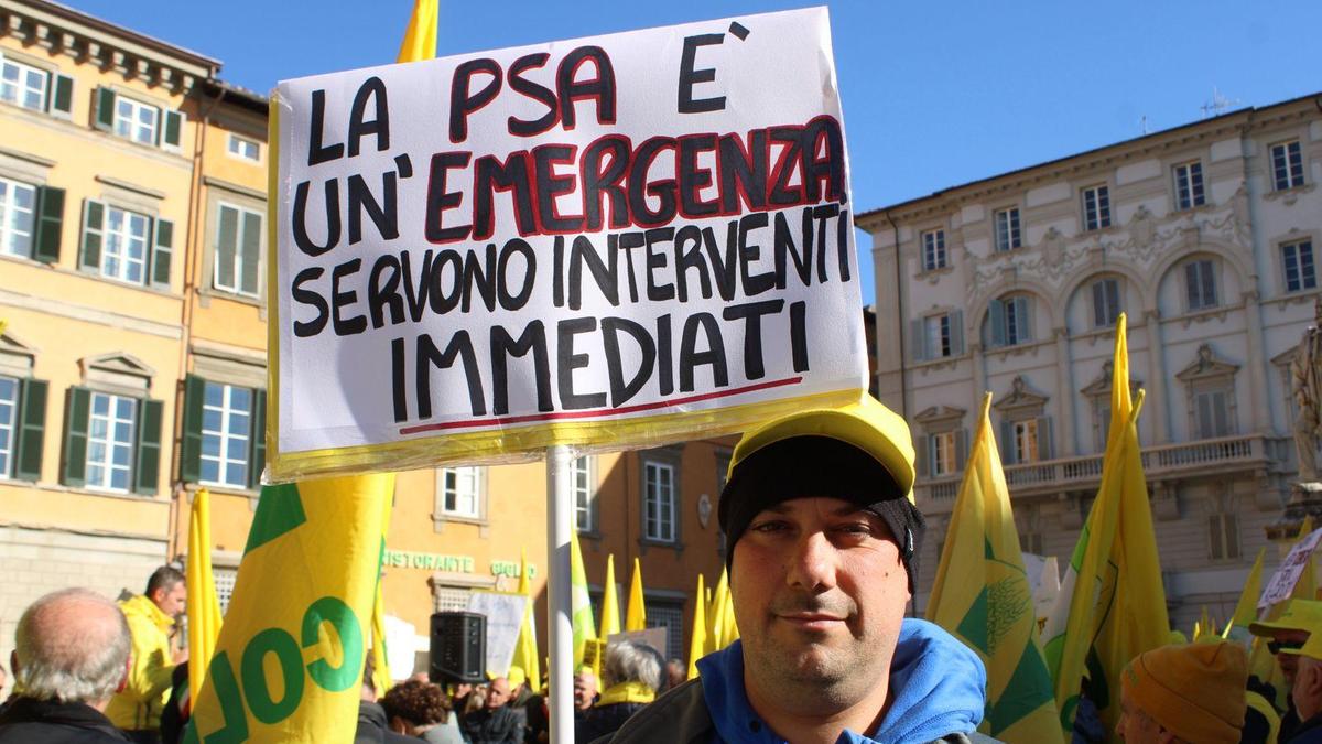 La Psa in un allevamento. Maiale ucciso dalla peste. Scoperto il primo caso