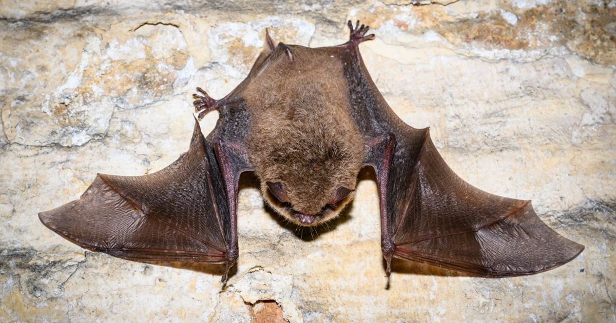 11enne muore di rabbia dopo il contatto con un pipistrello