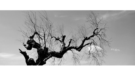 Dagli ulivi colpiti da Xylella nasce Olive Matter, il biocomposito che guarda oltre l’emergenza