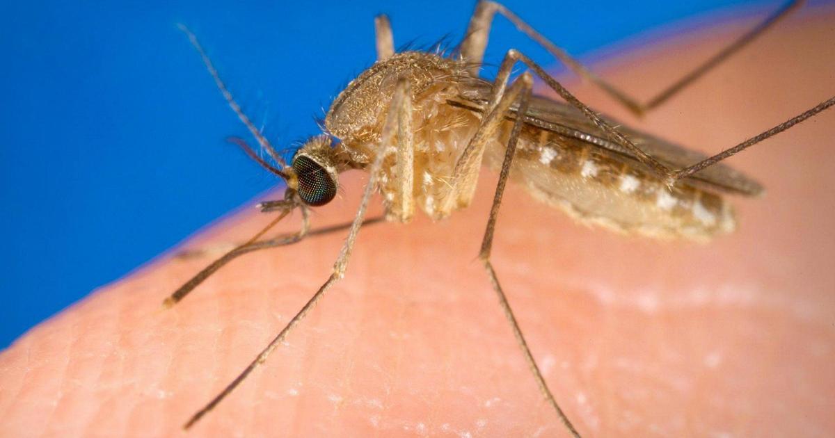 West Nile, nel Modenese il primo caso del 2026